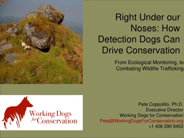 Right Under our Noses: How Detection Dogs Can Drive Conservation