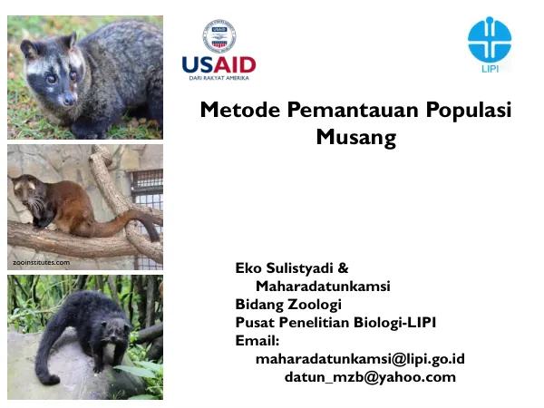 Metode Pemantauan Populasi Musang
