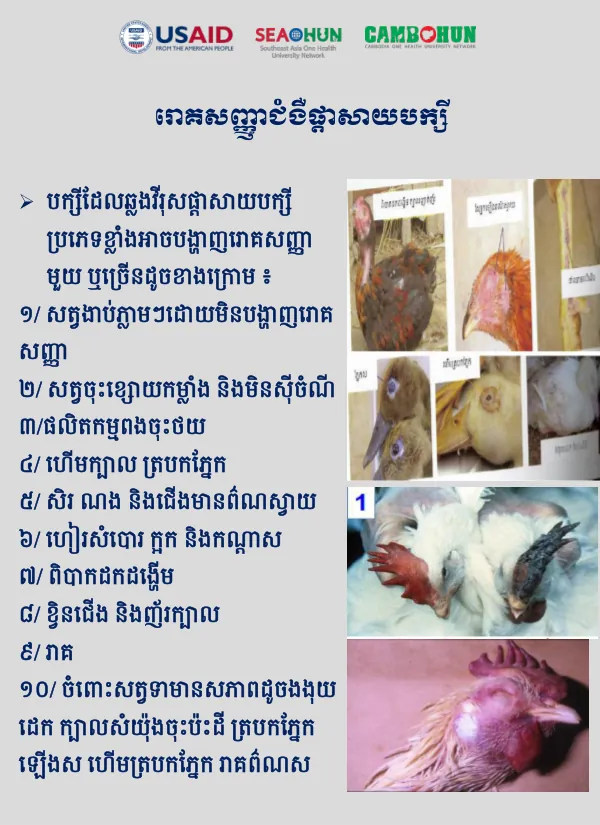 វិធានការណ៍ការពារ ជំងឺផ្តាសាយបក្សី