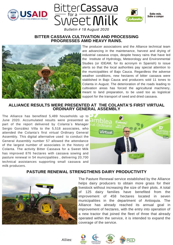 Bitter Cassava Cultivation and Processing Progresses Amid Heavy Rains