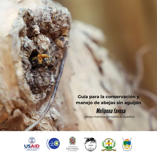Guía para la conservación y manejo de abejas sin aguijón (abeja mansita, pintadita o rayadita)