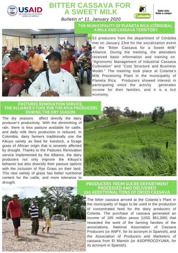 Bitter Cassava for a Sweet Milk: Bulletin n° 11, January 2020