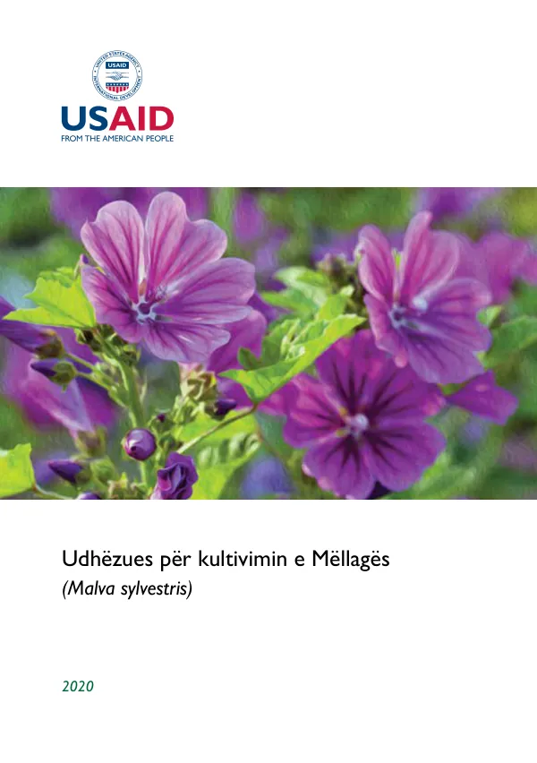 Udhëzues për kultivimin e Mëllagës (Malva sylvestris)