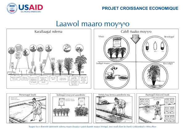 USAID CE Affiches Riz Irrigue Poulaar Poulaar