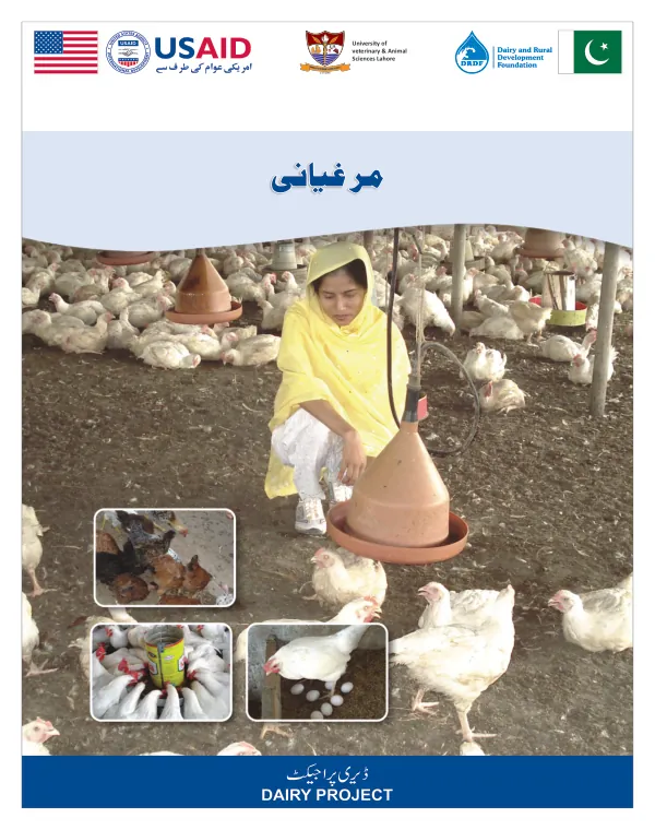 Chicken Rearing