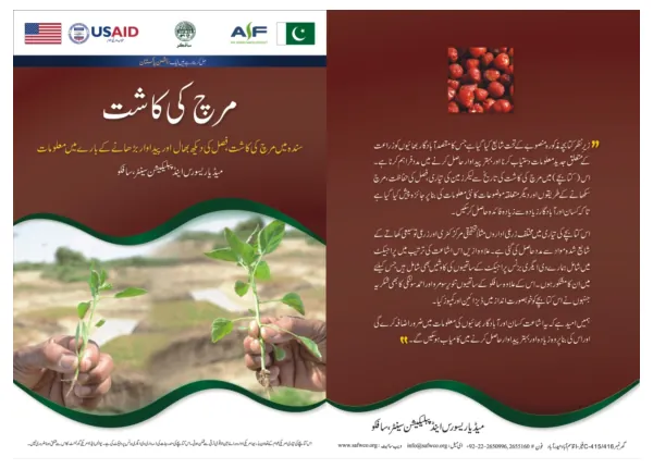 Chili Cultivation (Chili cultivation in sindh management of the crop and information of the yield)