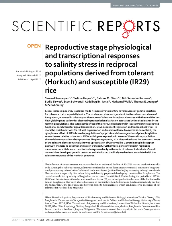 Reproductive stage physiological and transcriptional responses to salinity stress in reciprocal populations derived from tolerant (Horkuch) and susceptible (IR29) rice