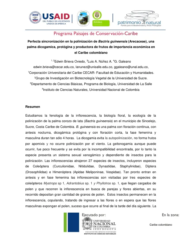 Perfecta sincronización en la polinización de Bactris guineensis (Arecaceae), una palma dicogamica, protógina y productora de frutos de importancia económica en el Caribe colombiano