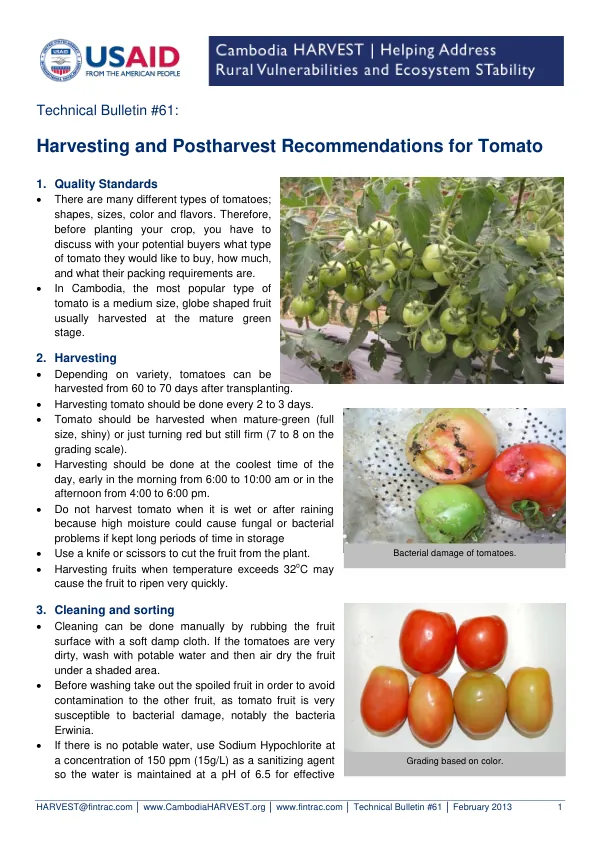 Harvesting and Postharvest Recommendations for Tomato