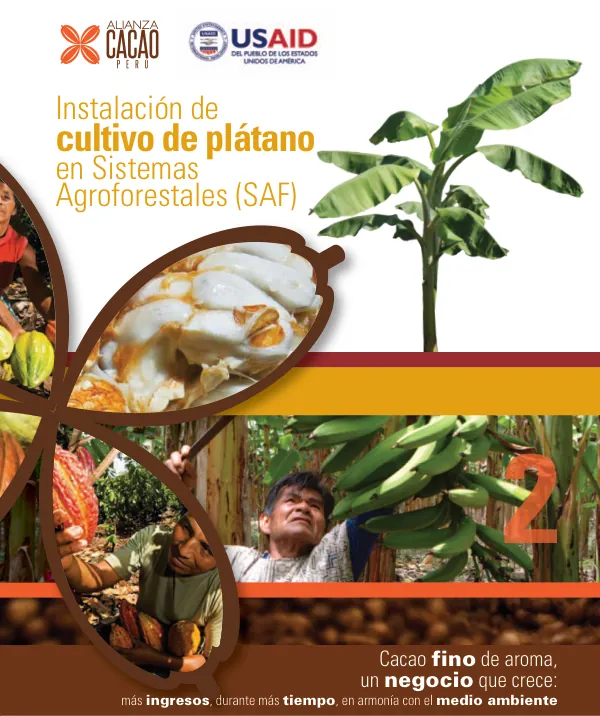 Instalación de cultivo de plátano en sistemas agroforestales