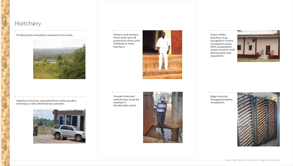 Guide to Best Practices in Day-old Chicks Logistics in West Africa
