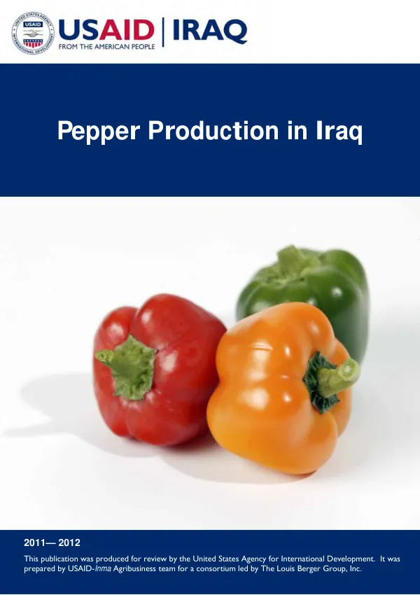 Pepper production in Iraq