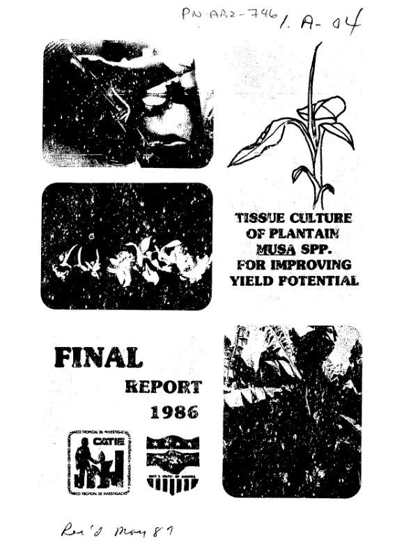 Tissue culture of plantain (Musa spp.) for improving yield potential : final report of activities 1981-1986