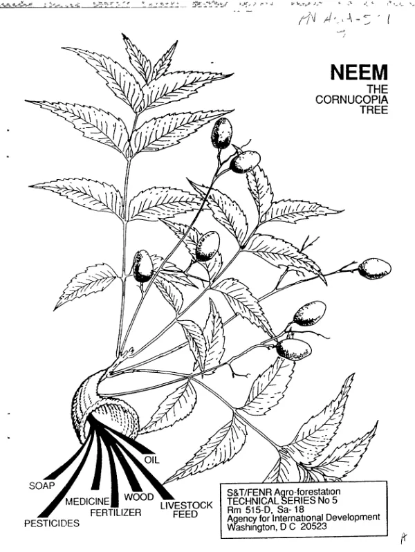 Neem, the cornucopia tree