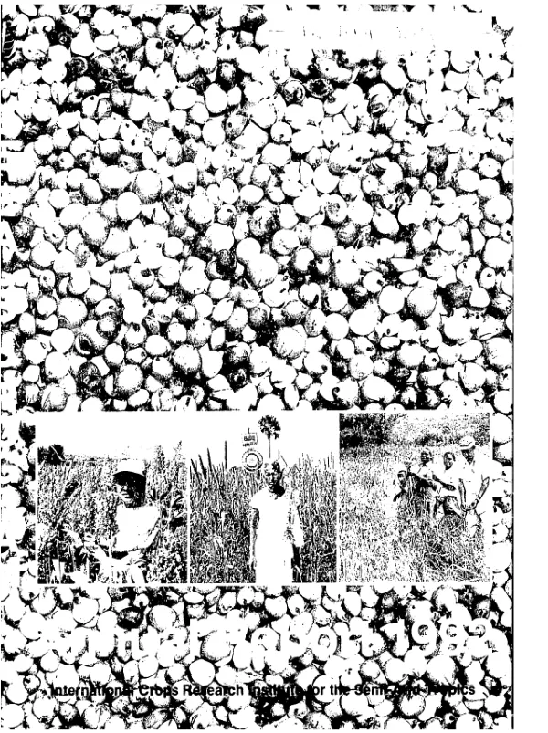 Annual report, 1992 -- cereals program