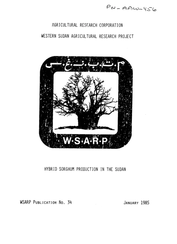 Hybrid sorghum production in the Sudan
