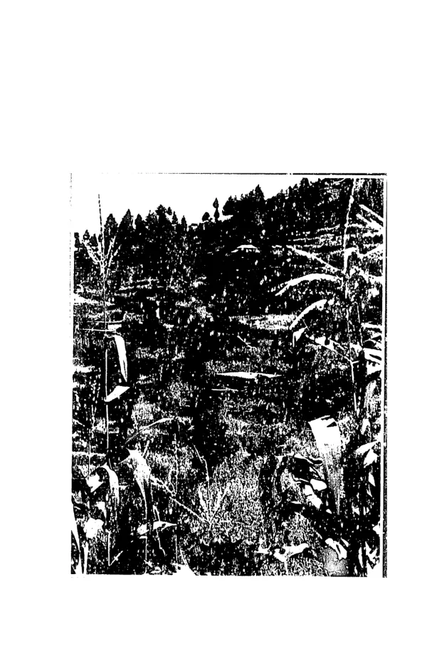 Maize research and development in Pakistan
